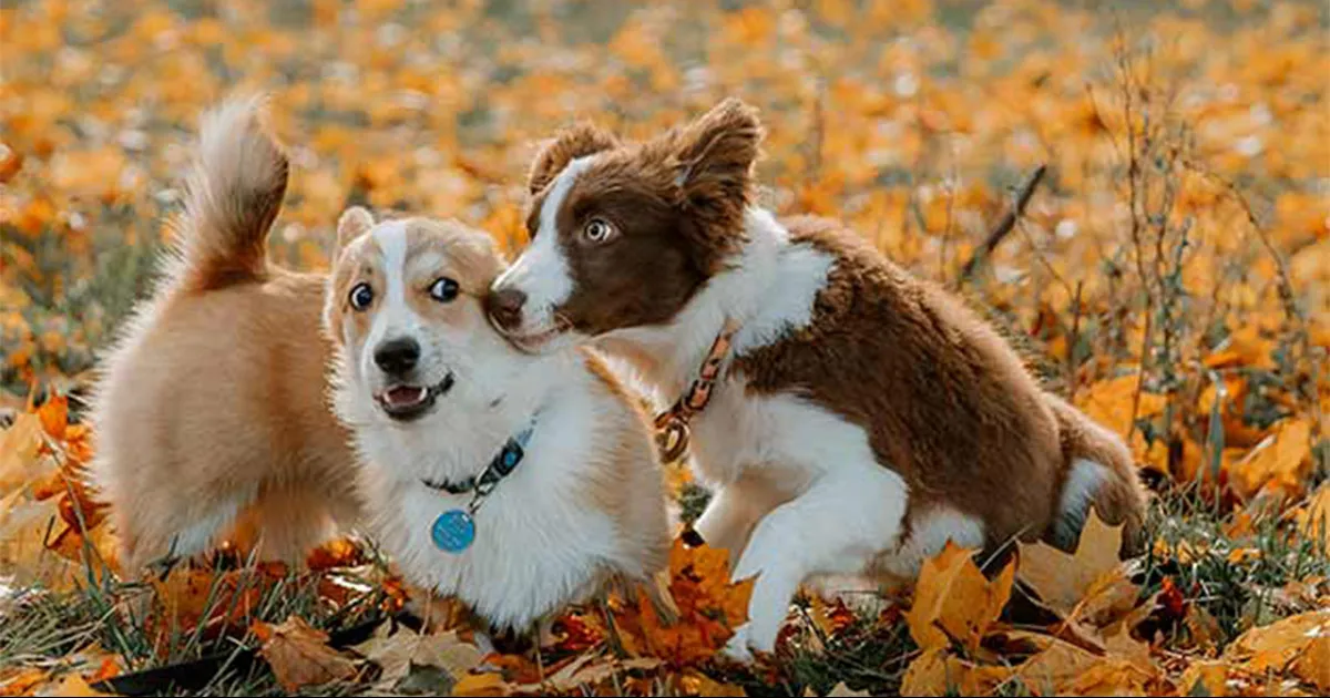 Una investigación avanza en el tema del entendimiento entre el humano y su mejor amigo