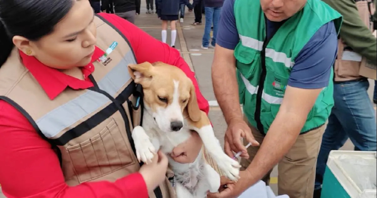 Además de las colonias de la zona norte de la ciudad, se tiene programado vacunar contra la rabia a perros y gatos cuyos propietarios residan en Los Montes, Tierra y Esperanza, Ampliación Lázaro Cárdenas, División del Norte y Fraccionamiento Guadalupe.