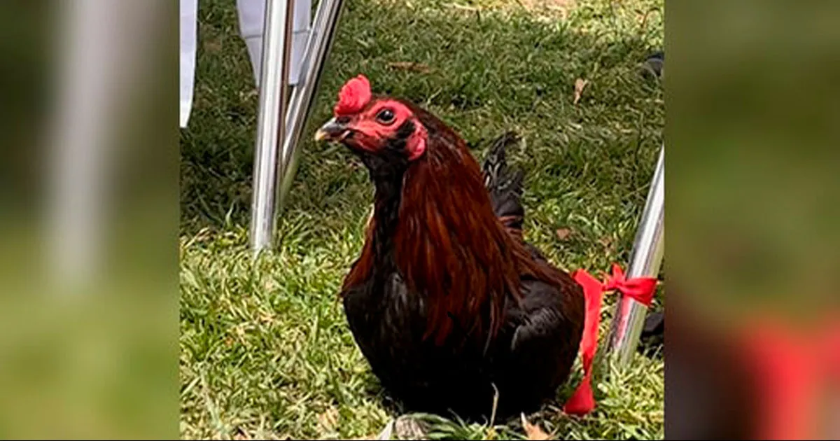 El ejemplar tardó en reaccionar tras unos minutos, pero finalmente, el gallo entonó su melodía “matutina”