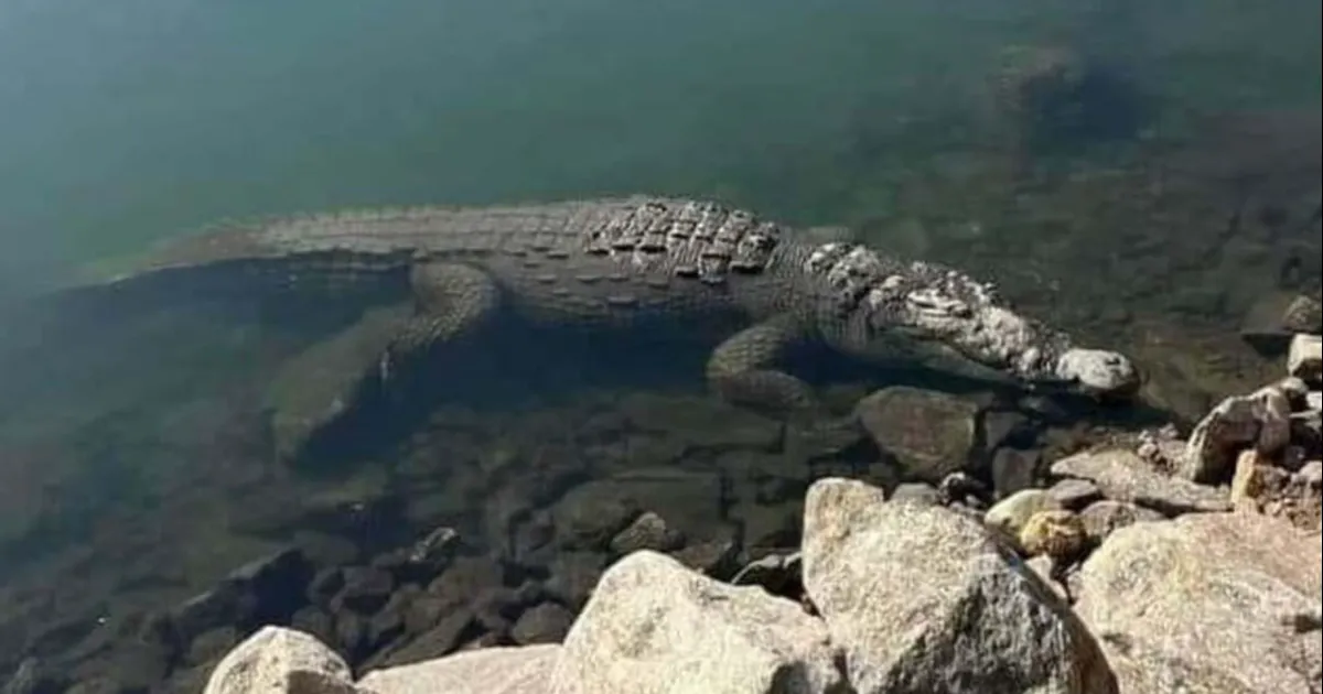 Recomienda Protección Civil evitar meterse al agua o intentar capturarlo al enorme reptil