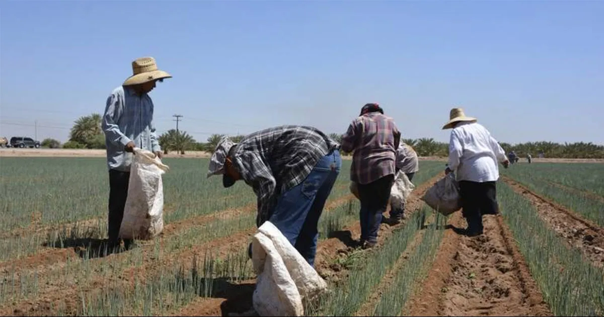 Poco apoyo al campo se refleja en la falta de cosechas de muchos alimentos: Comerciante