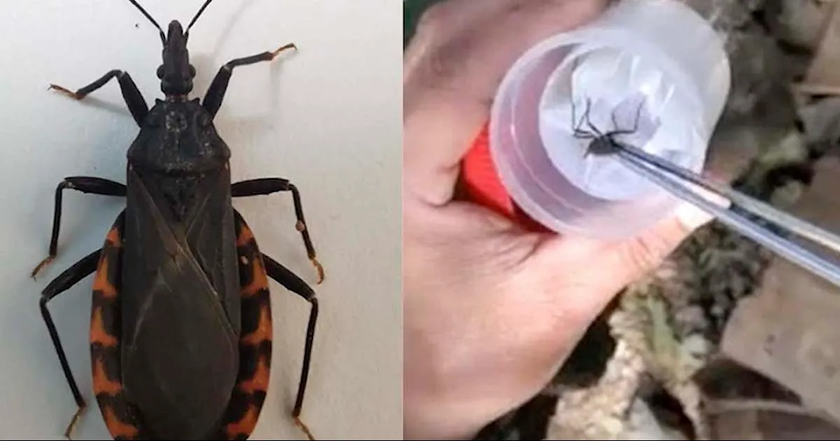 Localizan “chinche besucona” en instalaciones de Regimiento Militar