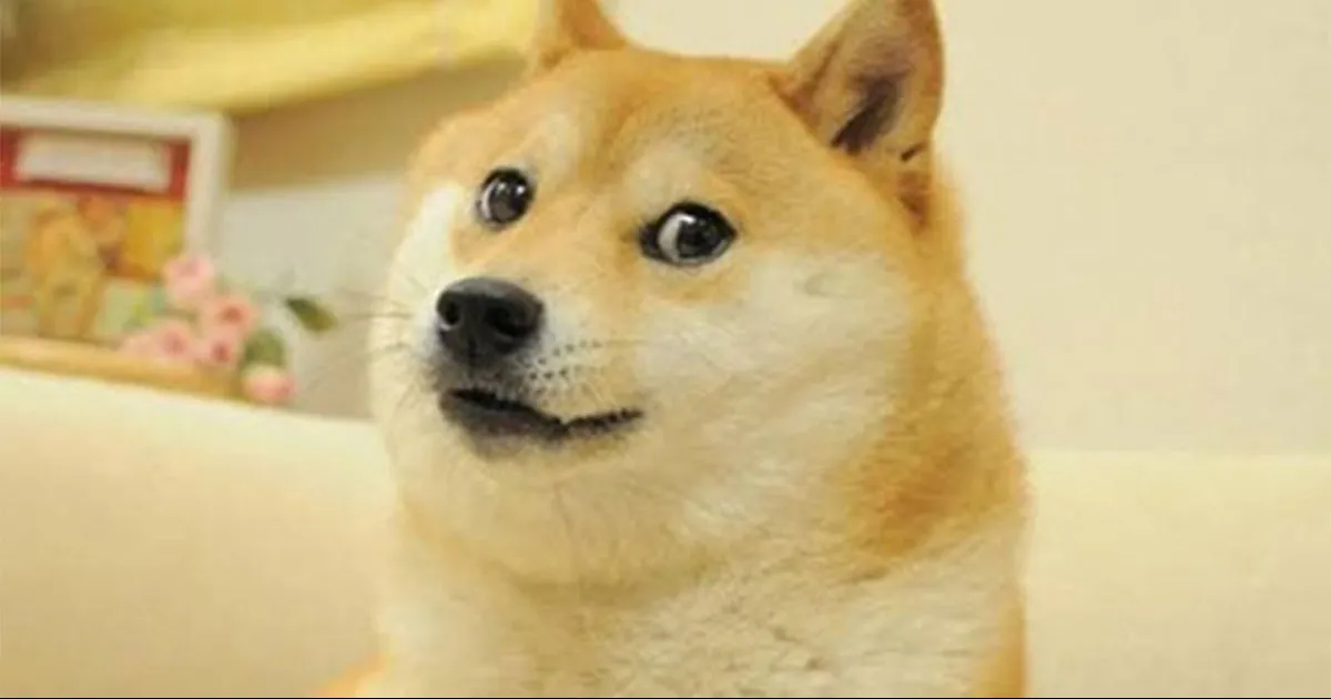 Muere Kabosu, la perrita japonesa de los memes virales Doge y la criptomoneda Dogecoin