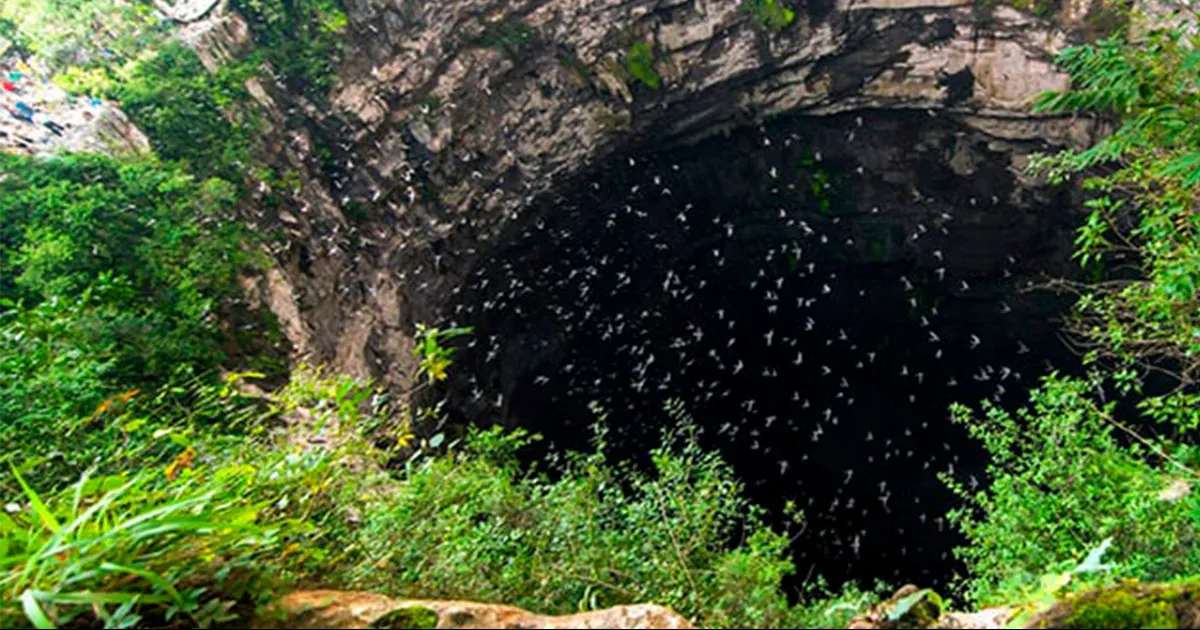 Ecocidio en SLP: Helicópteros provocan la muerte de decenas de aves al sobrevolar Sótano de las Golondrinas