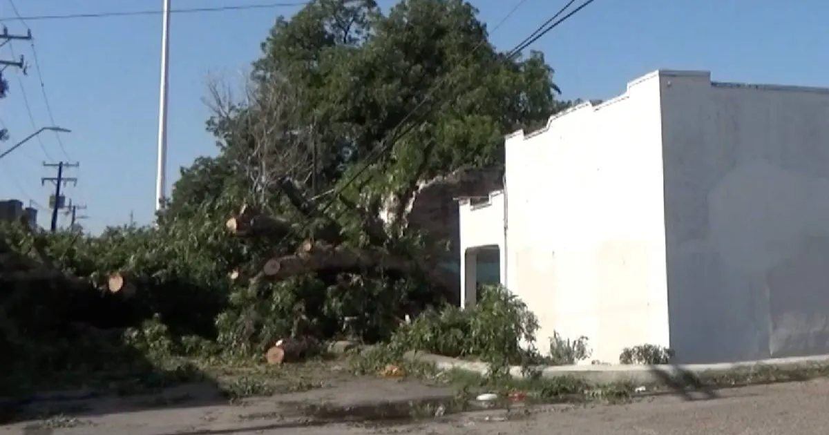 Familia de seis integrantes se salva de morir; cae enorme nogal cerca de su casa
