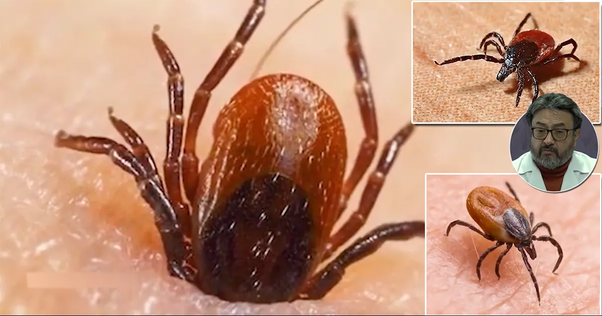 Por no ser tan visible, la garrapata es más difícil de combatir.