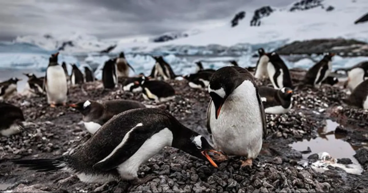 La Antártida sufre la crisis climática y requiere esfuerzos globales para su protección