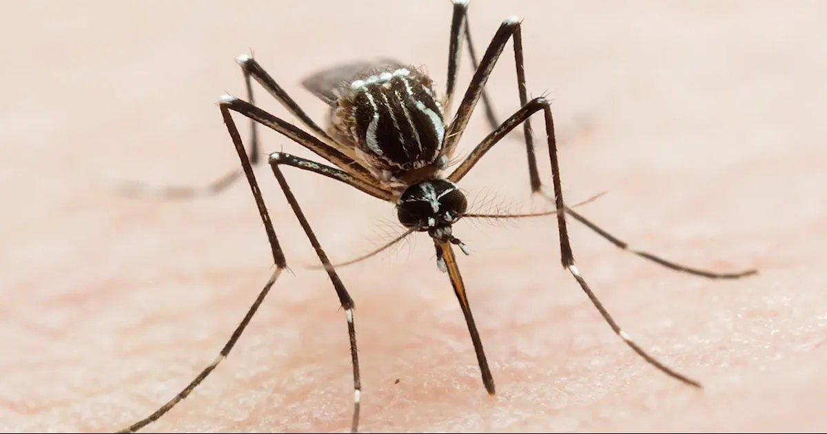 Jurisdicción Sanitaria reforzará acciones contra el Dengue.