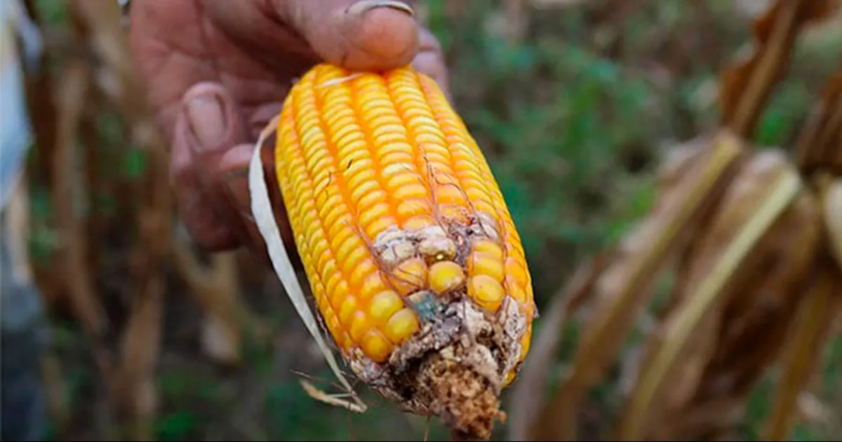 Hambre en el mundo se mantiene en niveles elevados por tercer año consecutivo