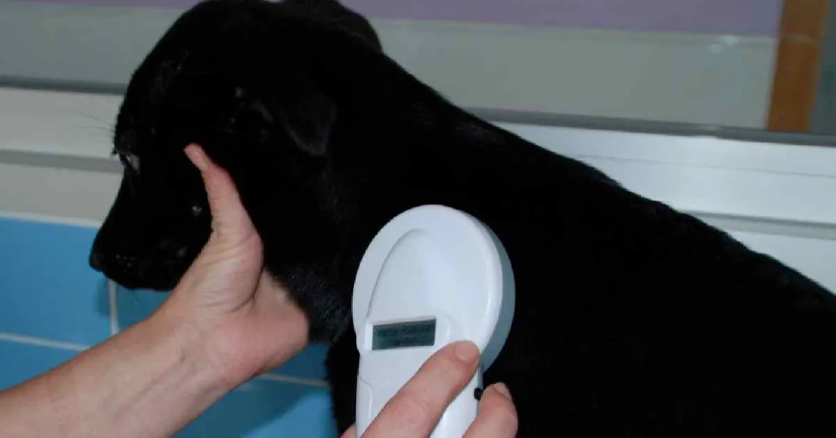 Policía prepara campaña para insertar chips a perros en Eagle Pass