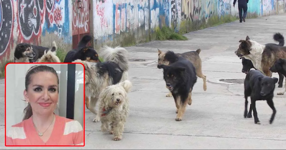 Aída Cantú, fundadora de PROTECANI, señaló que se viene trabajando de la mano con veterinarios interesados en montar jornadas de esterilización a bajo costo.