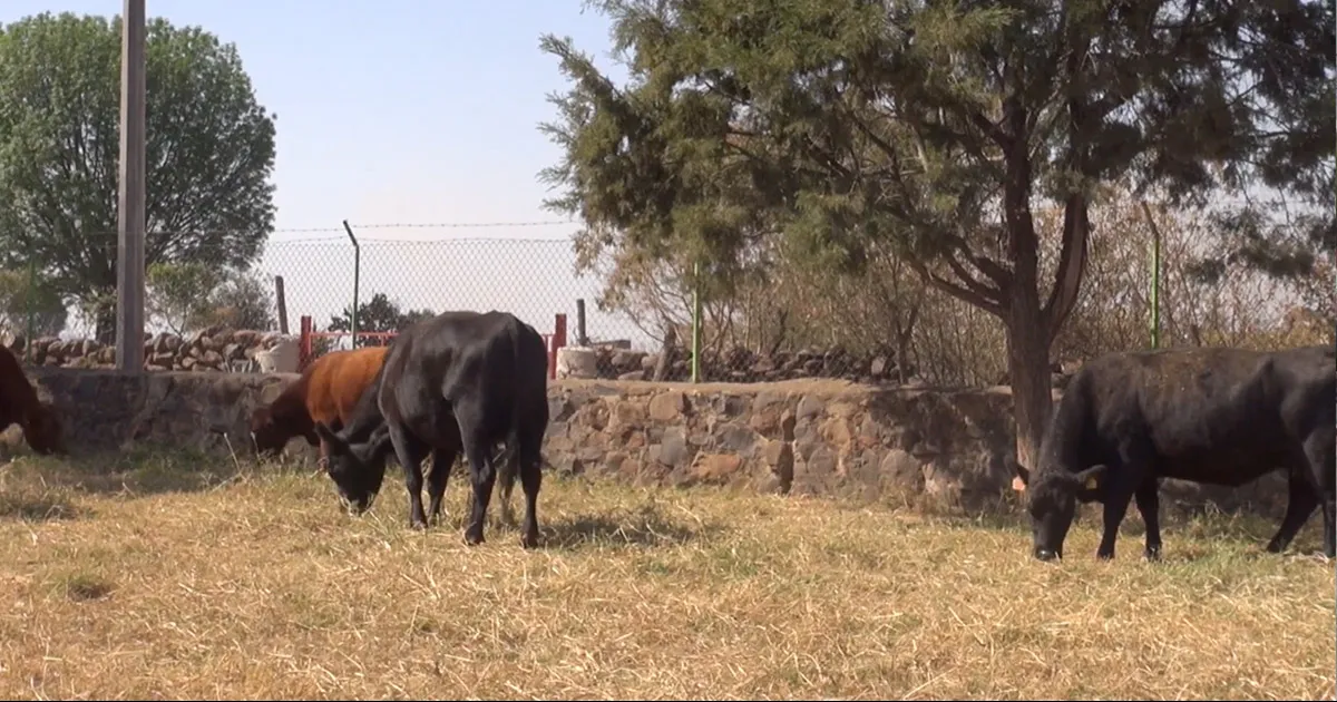 Lluvias benefician al campo, pero todavía son insuficientes para ríos y presas