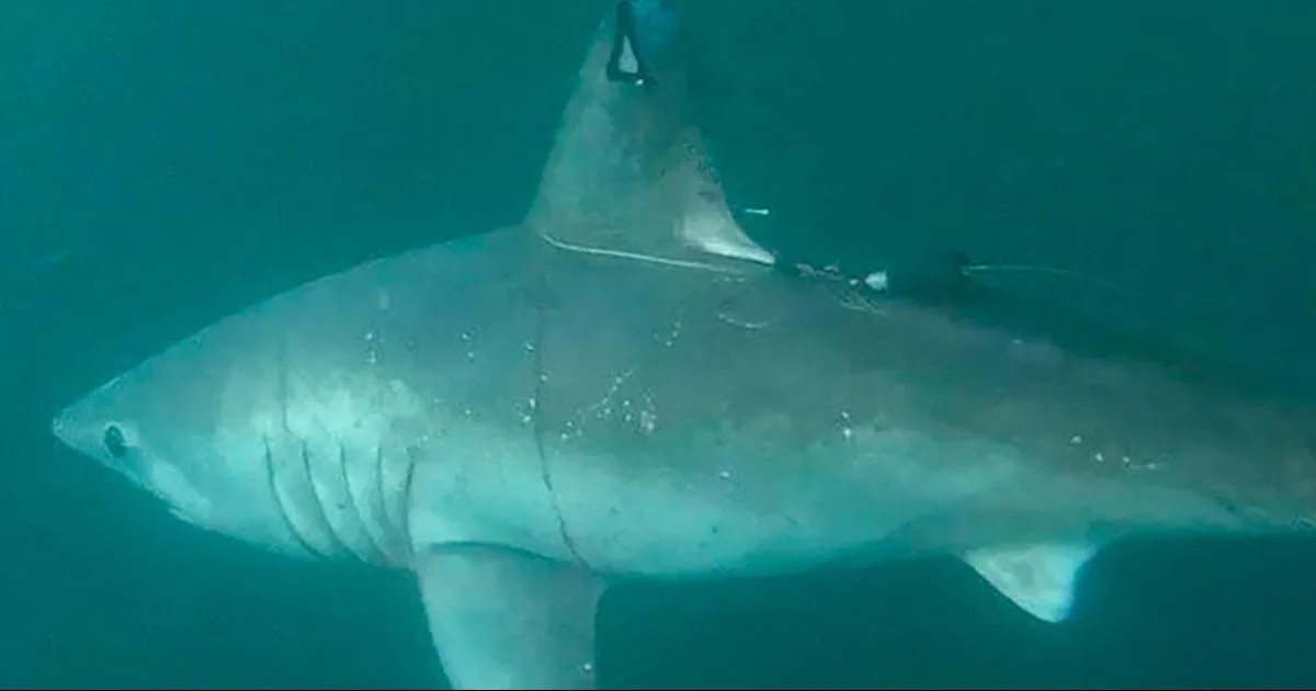 Las pruebas las presenta un estudio que habla del primer caso documentado de la muerte de una hembra preñada de marrajo sardinero