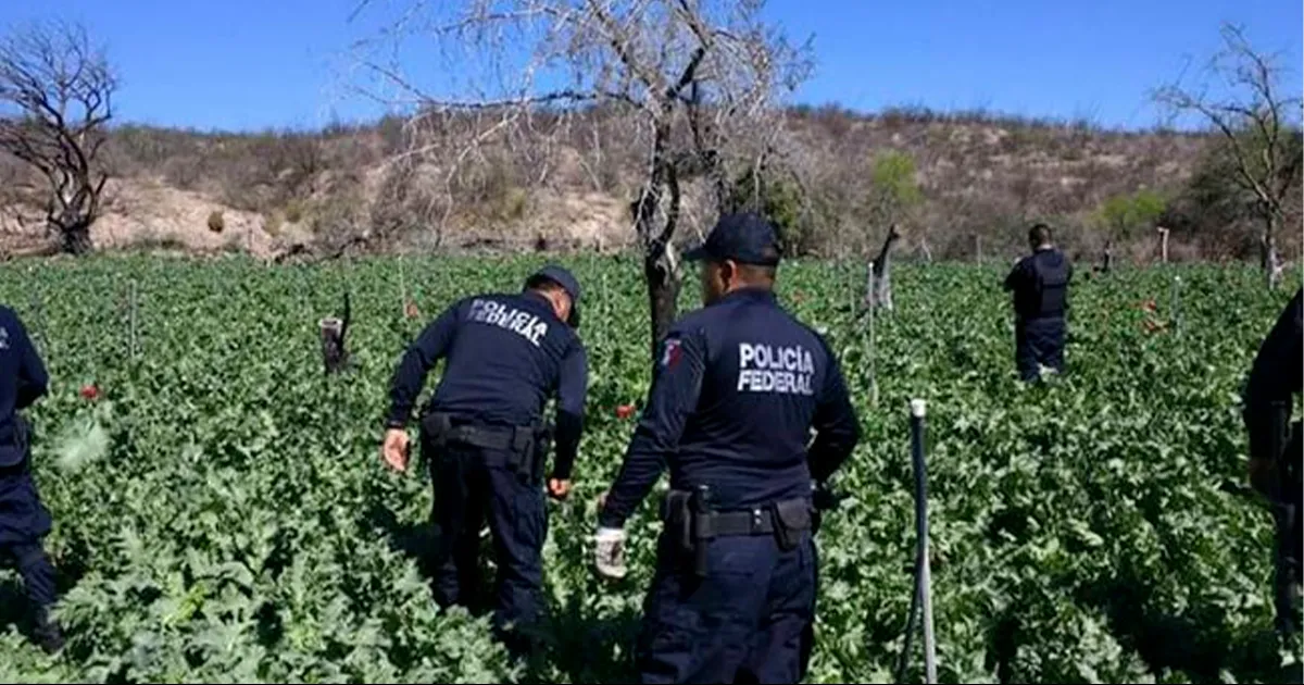 El Departamento del Trabajo detalló que al menos 2 millones de niños realizan labores peligrosas