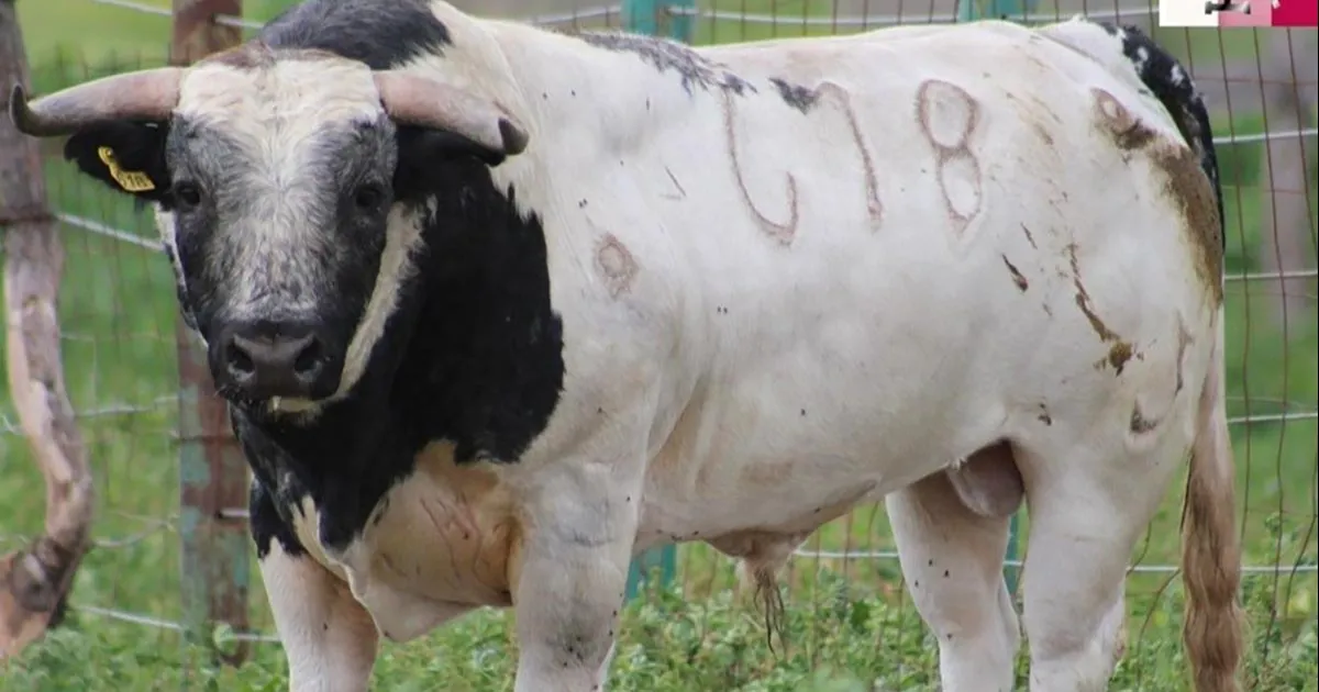 Buena estampa tiene el encierro de la ganadería de Reyes Huerta, para la “Corrida de la Insurgencia”
