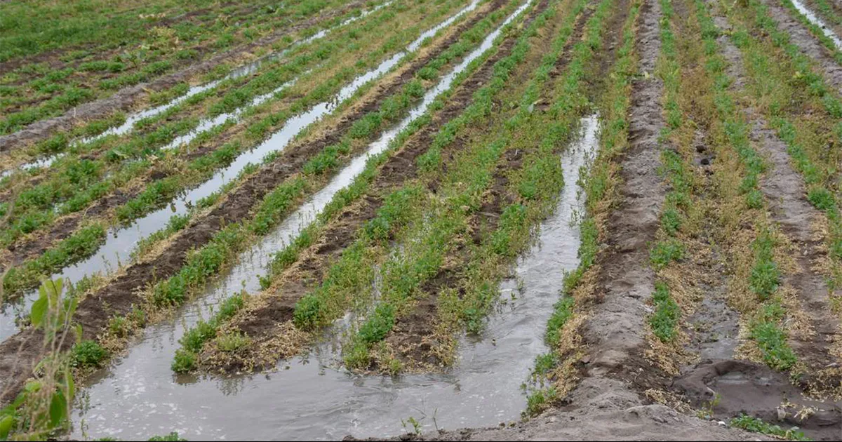 Lluvias de septiembre benefician al campo de PN, afirma desarrollo rural