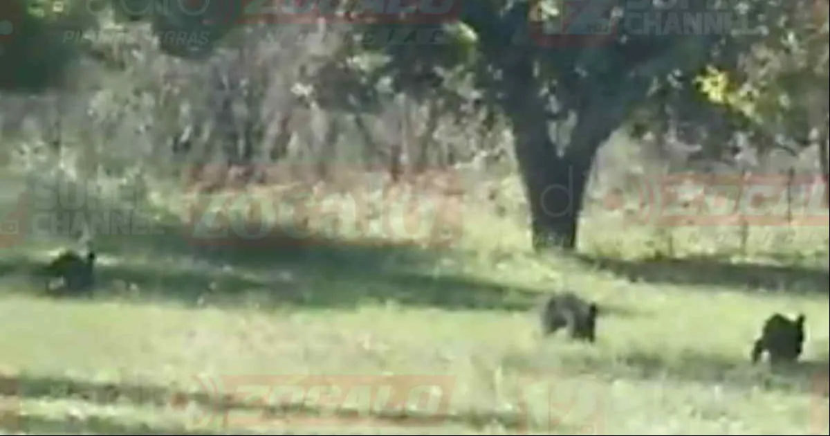 Merodeaban cerca de una nogalera sin la compañía de su mamá osa
