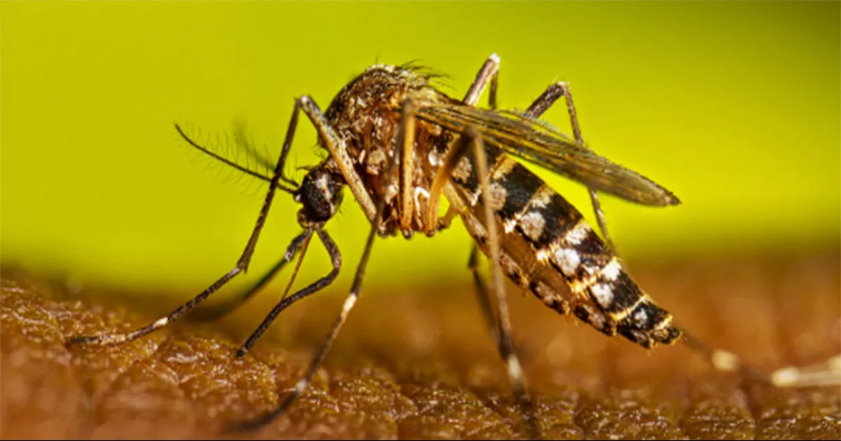 Algunos han tenido que ser transfundidos con plaquetas.