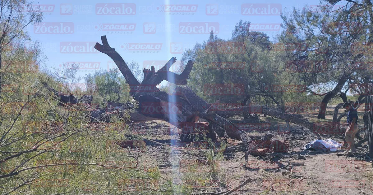 Muere aplastado por árbol que cortaba en Zaragoza, Coahuila