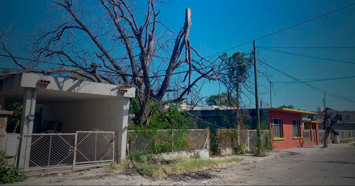 Un tronco de grandes dimensiones cayó sobre un cable de electricidad y ocasionó que el domicilio terminara sin energía eléctrica.