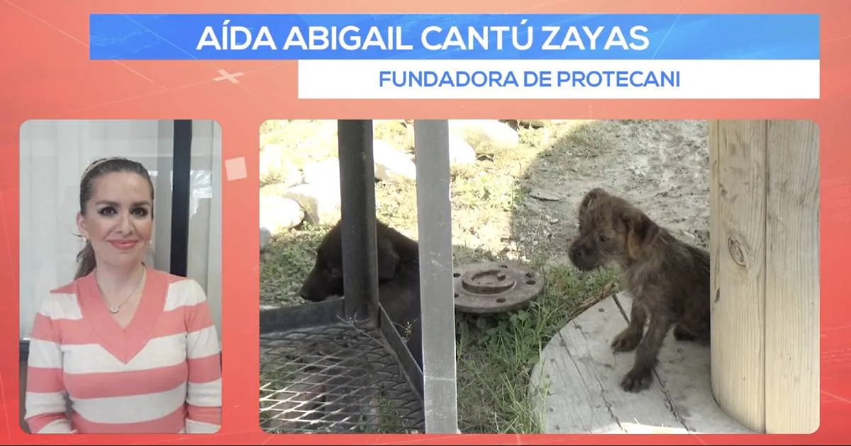 PROTECANI avala reforma contra maltrato animal, pero reglamentos no se aplican