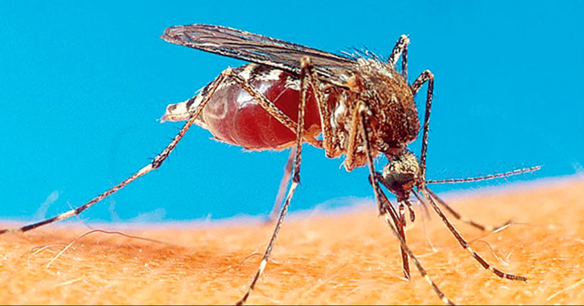 Actividad del mosco está disminuyendo por las bajas temperaturas.