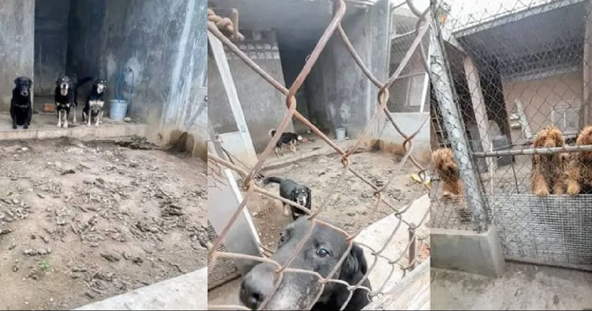 Los animales fueron resguardados tras un cateo ejecutado en un domicilio de la colonia Bosques del Valle.