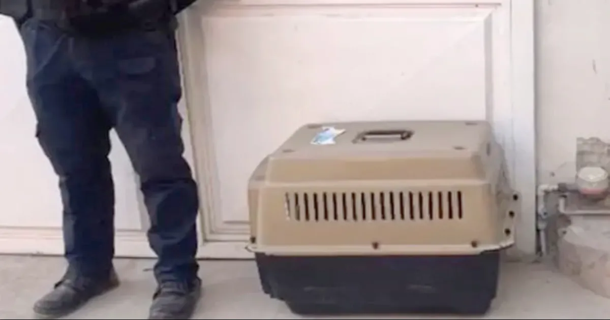 Captan a pantera deambulando por calles de Guanajuato