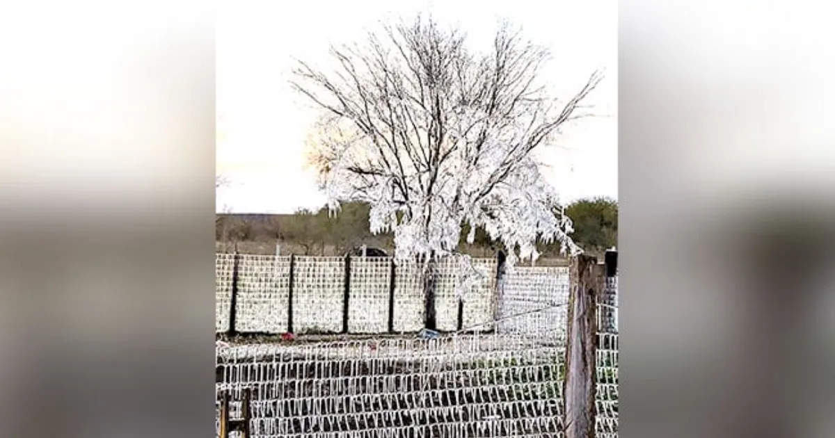 Registran sensación térmica de -7°.