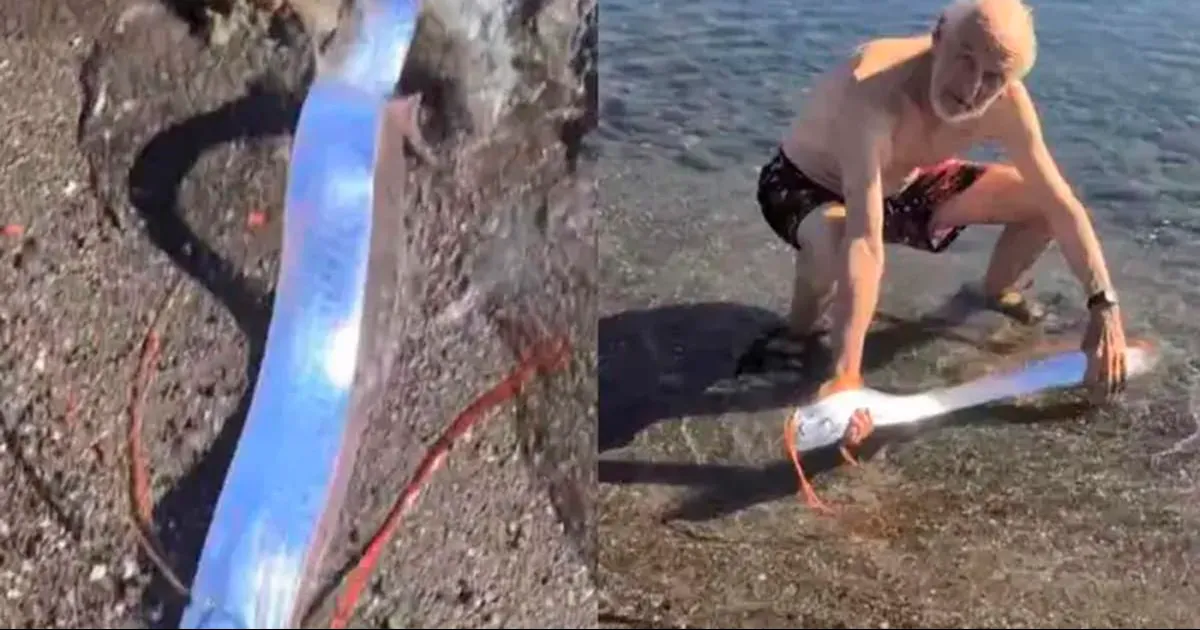 Grabaron al enigmático pez remo en El Quemado, California