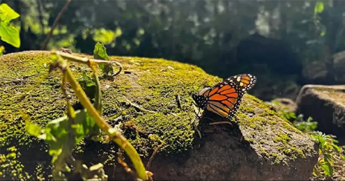 Alerta: Mariposa monarca continúa peligrosamente camino a la extinción