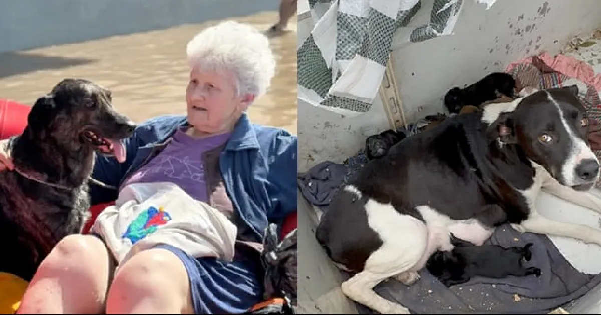 Abuelita y su perrita Cuki son rescatadas de terrible inundación; también salvaron a lomita que flotaba en una hielera con sus bebés
16