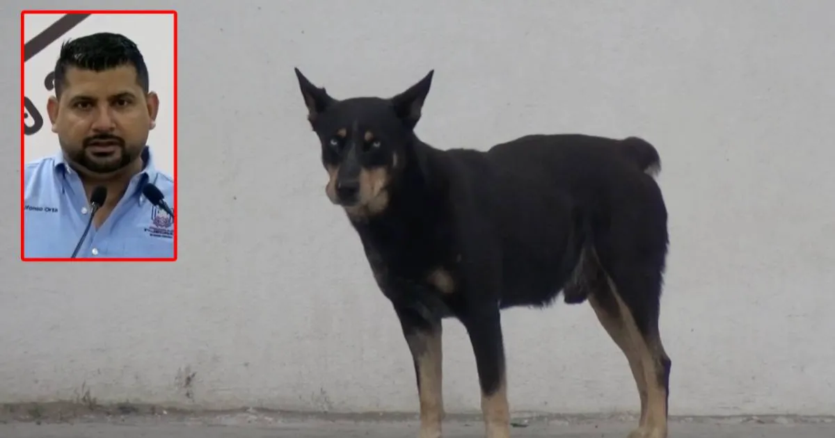 Esterilizaciones municipales no son suficientes ante sobrepoblación canina y felina: Centro de Rescate Animal