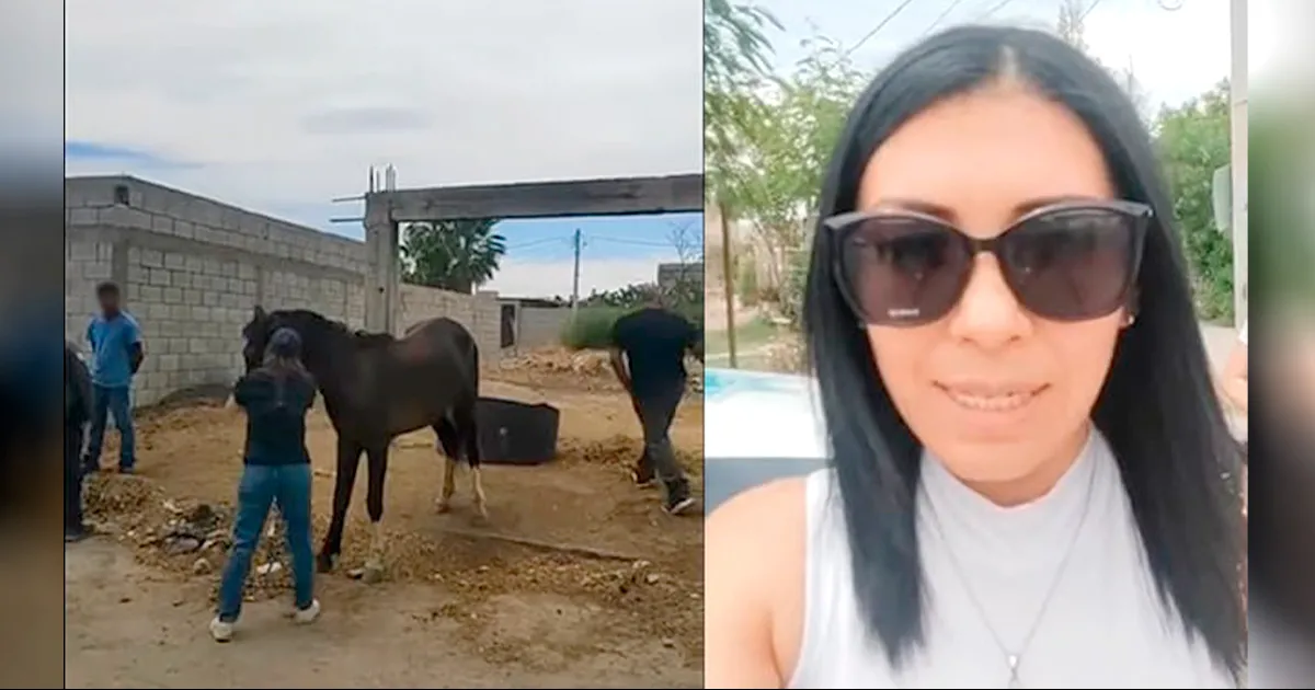 El caballo que fue golpeado con una pala por un hombre, hecho que quedó grabado y que fue publicado en las redes de Defensoría Animalista.