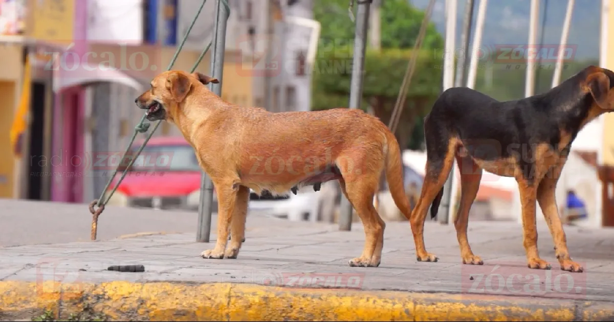 Bienestar Animal prepara nueva jornada de esterilización masiva para junio o julio