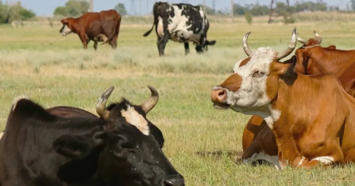 Invitan a ganaderos a renovar fierro de herrar