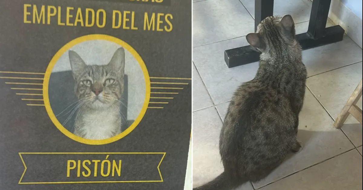 "Pistón", nombre del dedicado animalito, tiene tiempo de estar en el lugar, donde fue adoptado y le fue dado el cargo de supervisor del área de espera y del taller.