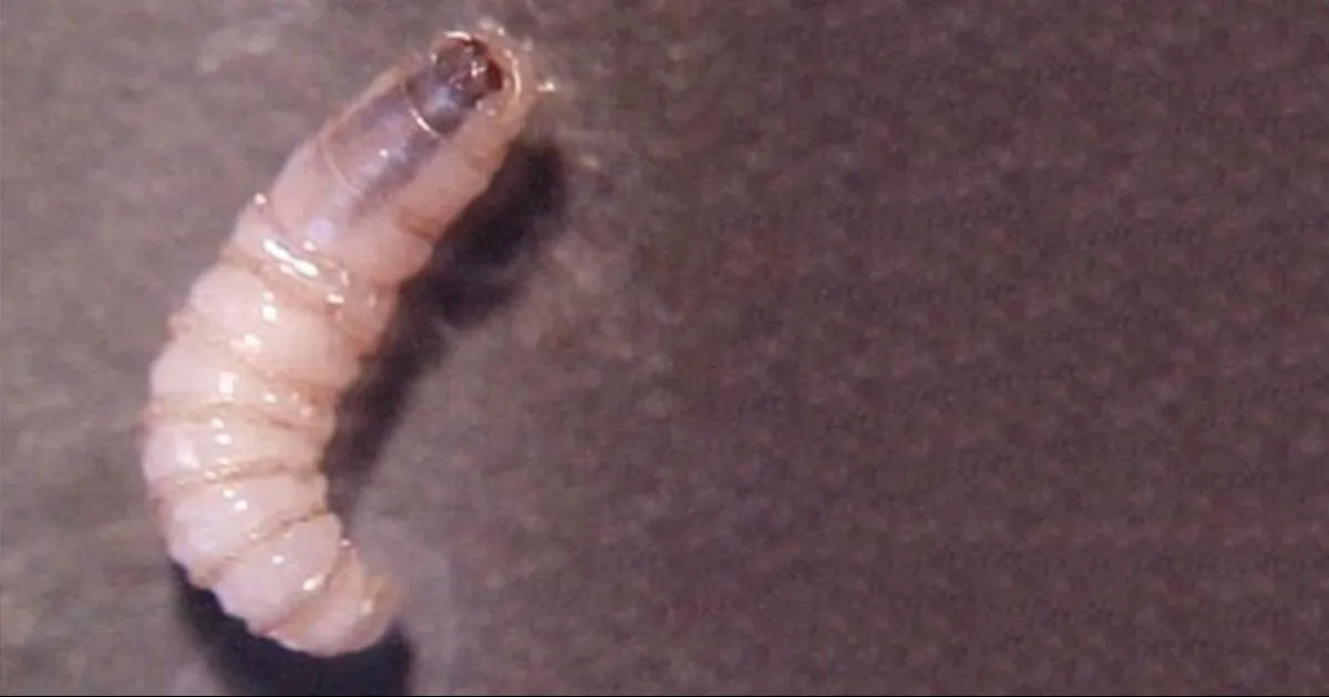 Confirman cinco nuevos casos de infección en humanos por gusano barrenador