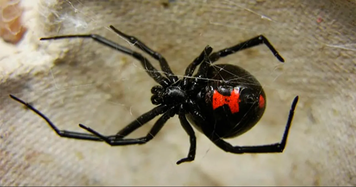 Conoce cuáles son las medidas que debes de tomar en caso de ser picado por una araña viuda negra, según los expertos.