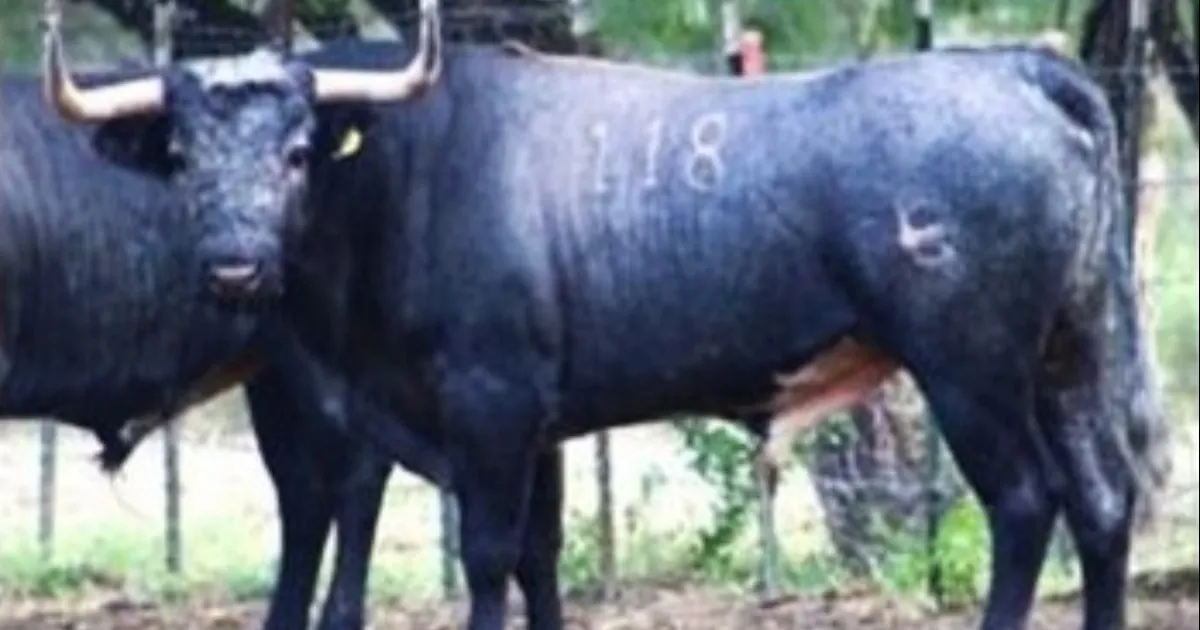 Buena presencia tiene el encierro de la ganadería de El Charco, para la Monumental de Reynosa