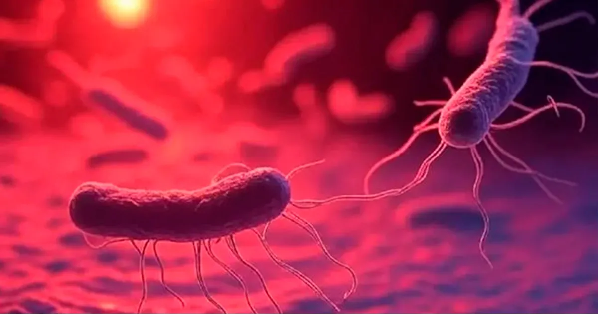 Florida suma 4 muertes por Vibrio vulnificus en 2025. Conoce casos, riesgos, síntomas y cómo prevenir esta infección.