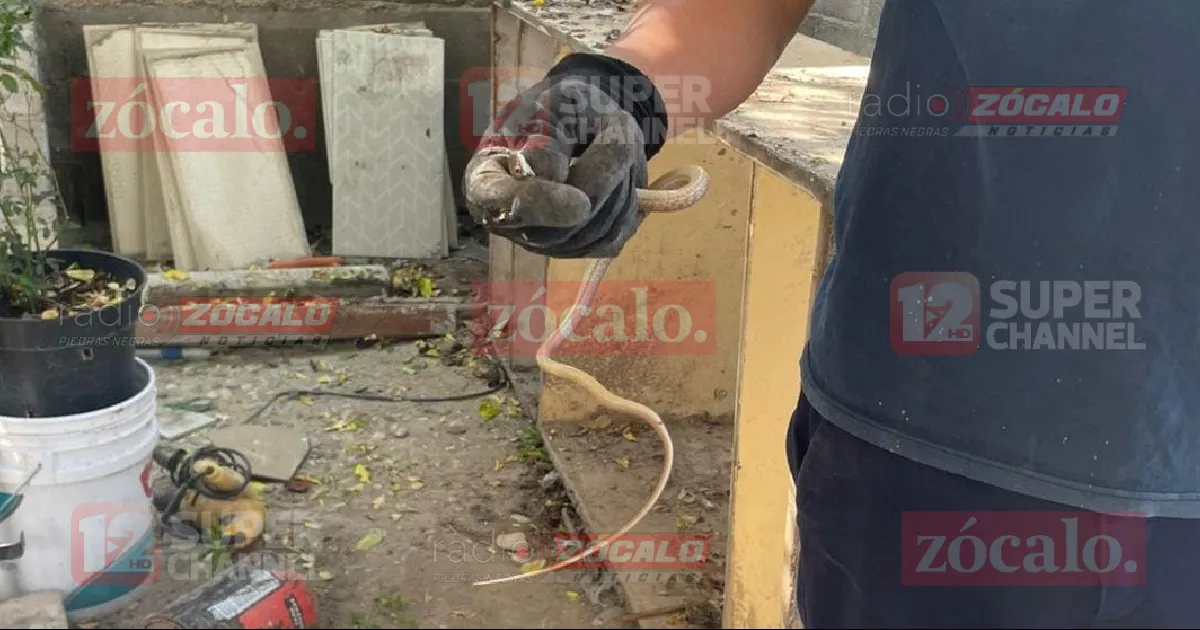 Reporte de serpiente en domicilio moviliza a autoridades; resultó ser una culebra