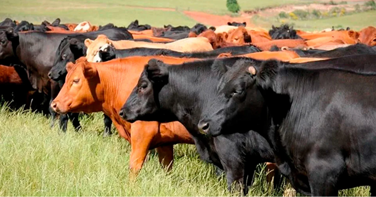 Departamento de Agricultura de EU reporta que autoridades mexicanas detectaron el primer caso en NL del gusano barrenador del ganado.