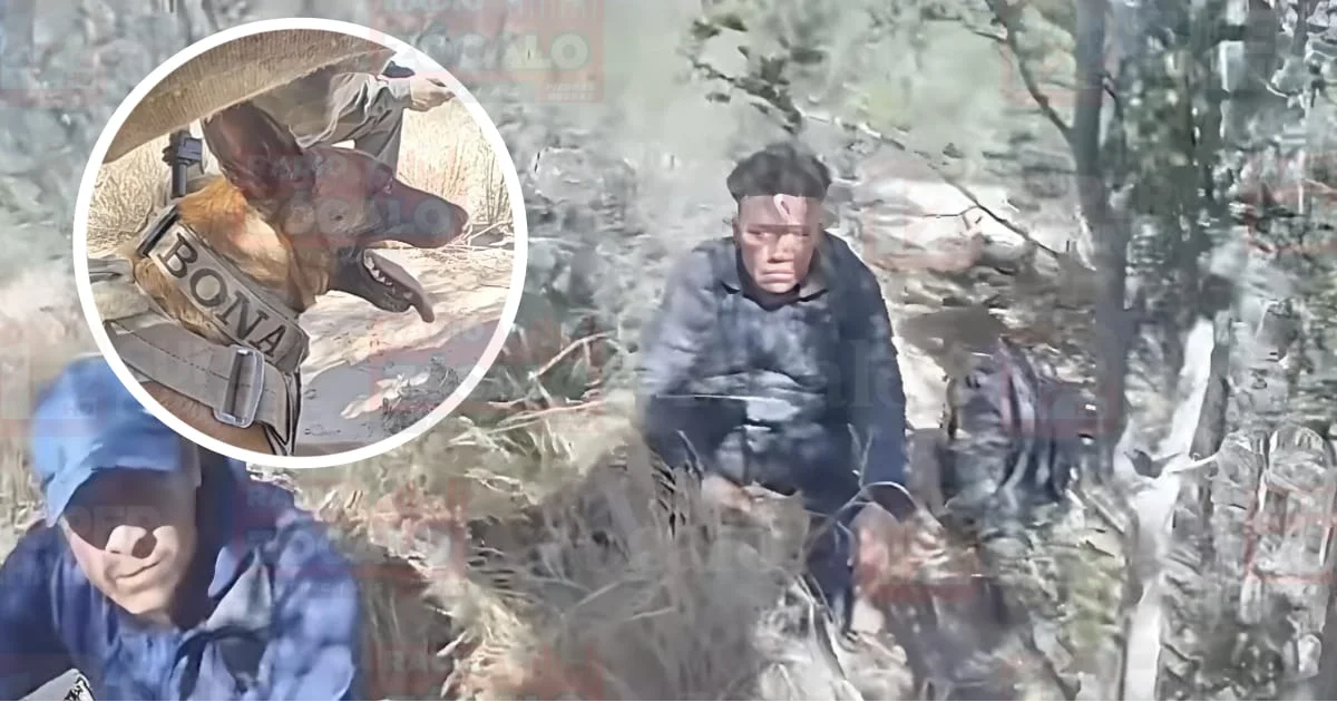 El binomio K9 recorrió más de dos millas siguiendo huellas y rastros entre matorrales densos.