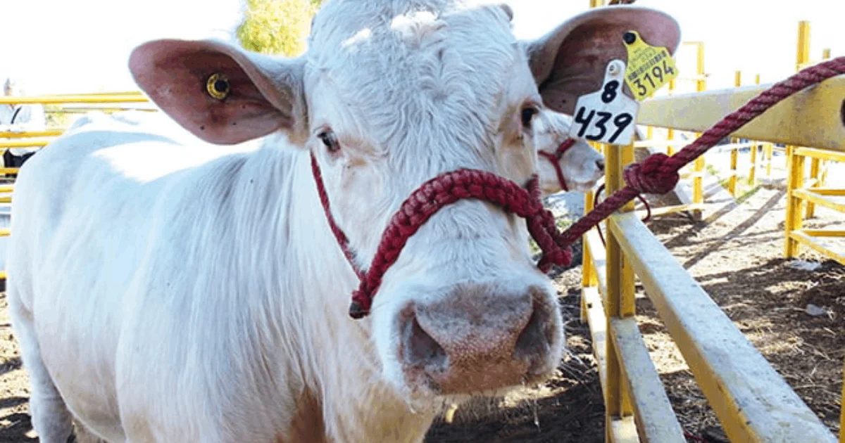 Medidas de prevención aplicarán a todo el país y a mascotas como los perros y gatos