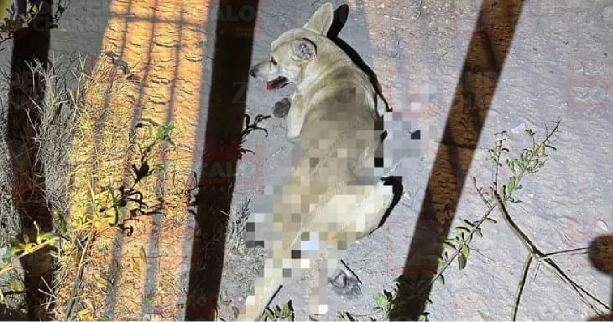 Aumentan reportes a Protección Civil por animales en riesgo