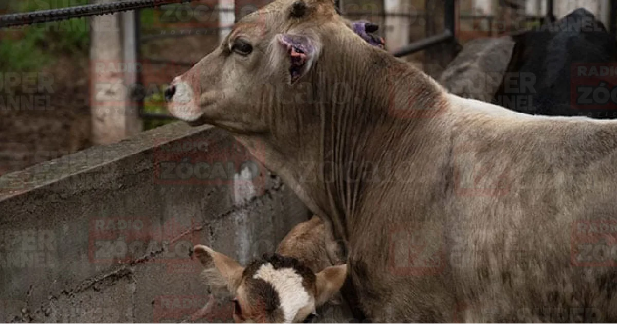 Rollins precisó que al respecto se sigue conversando con el secretario de Agricultura, Julio Berdegué, que se cuente con medidas de precaución